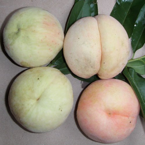 寄水蜜桃有什么好的保护方法