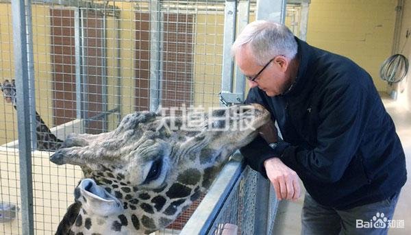 长颈鹿天生“血压高”?