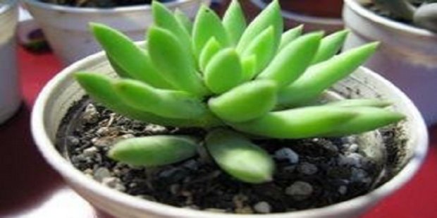 所有多肉植物名称大全，及图片