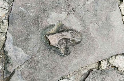 承德避暑山庄及周围发现多少枚恐龙足迹？