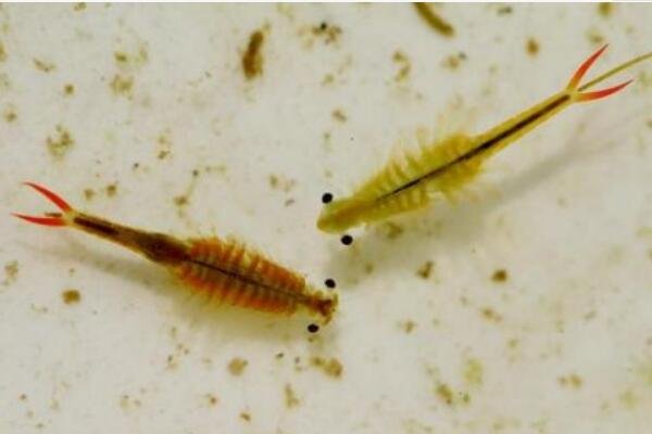 江苏发现2亿年前物种仙女虾,这一发现具有哪些意义?