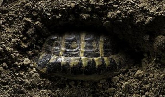 动物冬眠的方式有哪些？