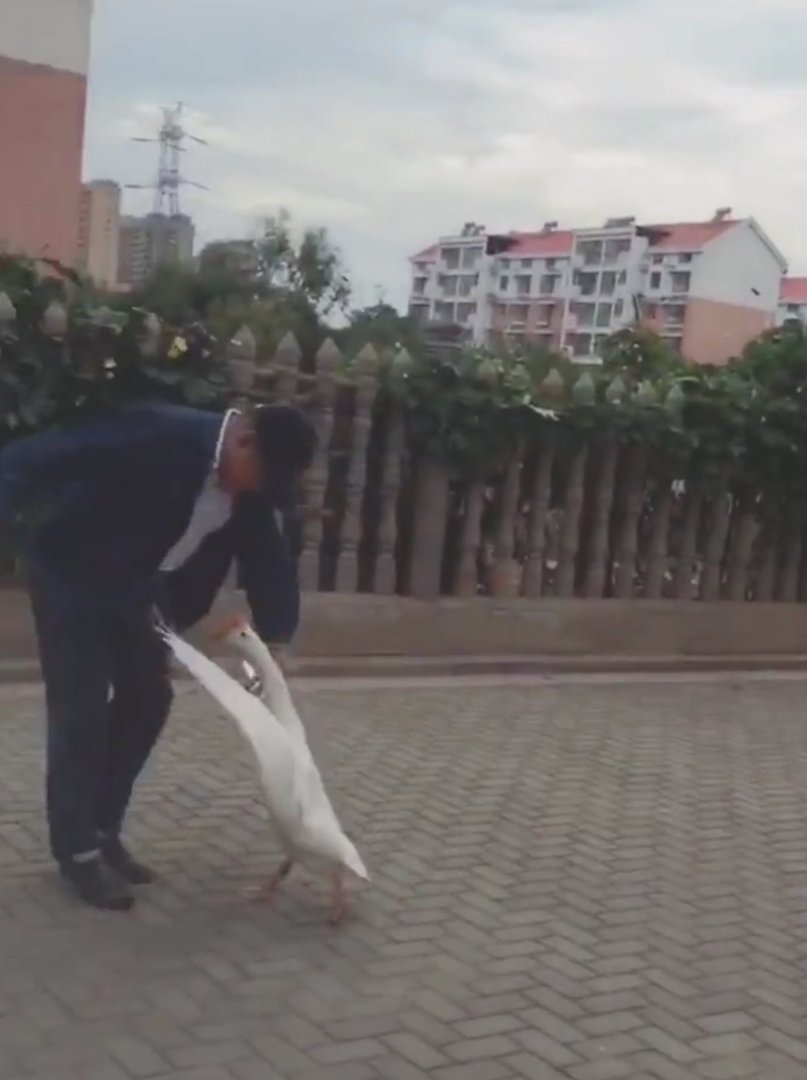 浙江一老人酒店散步遭两只大白鹅攻击致残,家属状告法庭,最终是如何判的?