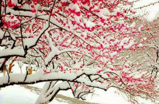 梅须逊雪三分白,雪却输梅一段香是什么意思?