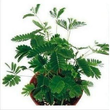 含羞草的生长过程。。。要图片啊!!!