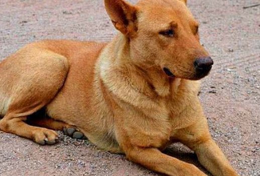 一只纯种中华田园犬大概需要多少钱