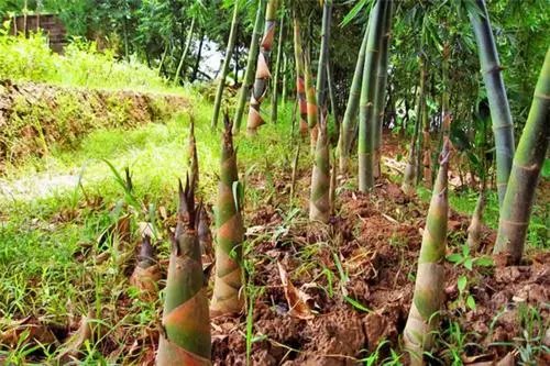 哪几种人不能多食春笋?为什么?