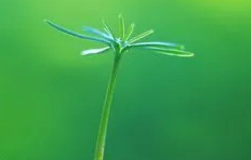 我希望怎么写一句话一年级?