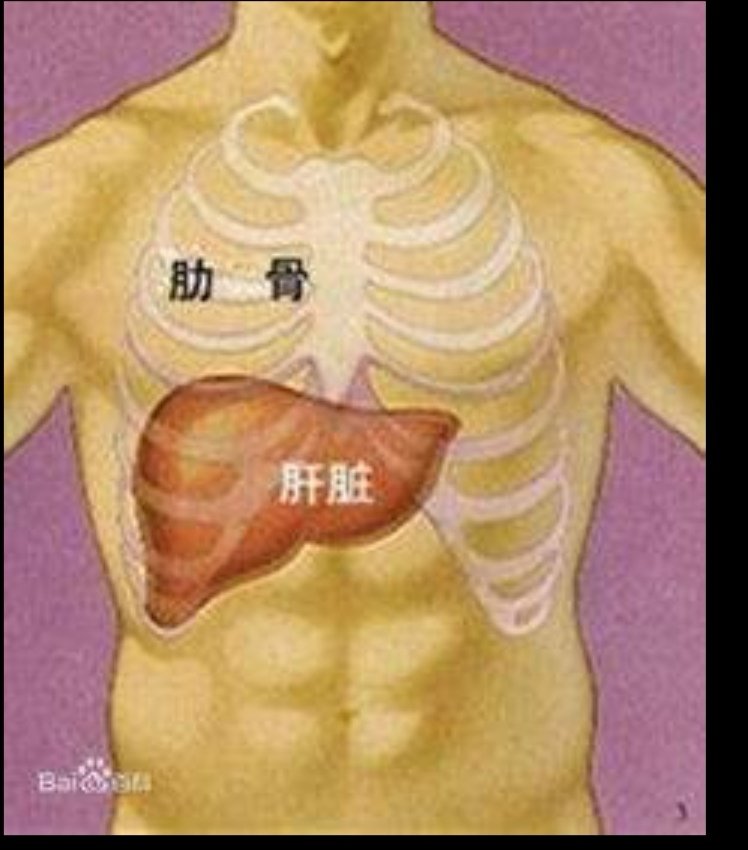 肝在什么位置?