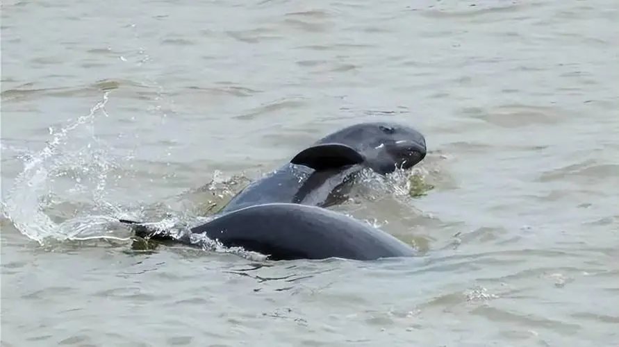 驴友在鄱阳湖湖滩发现江豚尸体，是否和干旱天气有关？