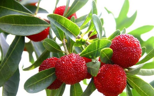 吃杨梅有什么好处呢?