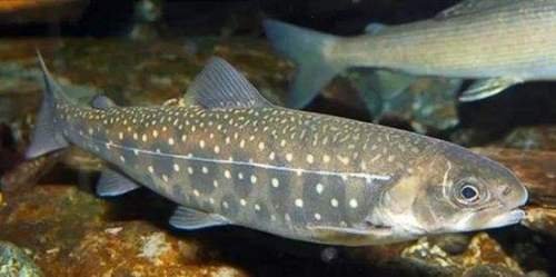 新疆喀纳斯湖再现不明生物,景区对此是如何回应的?