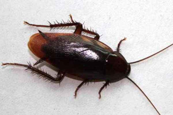 蟑螂怎么消灭最彻底？