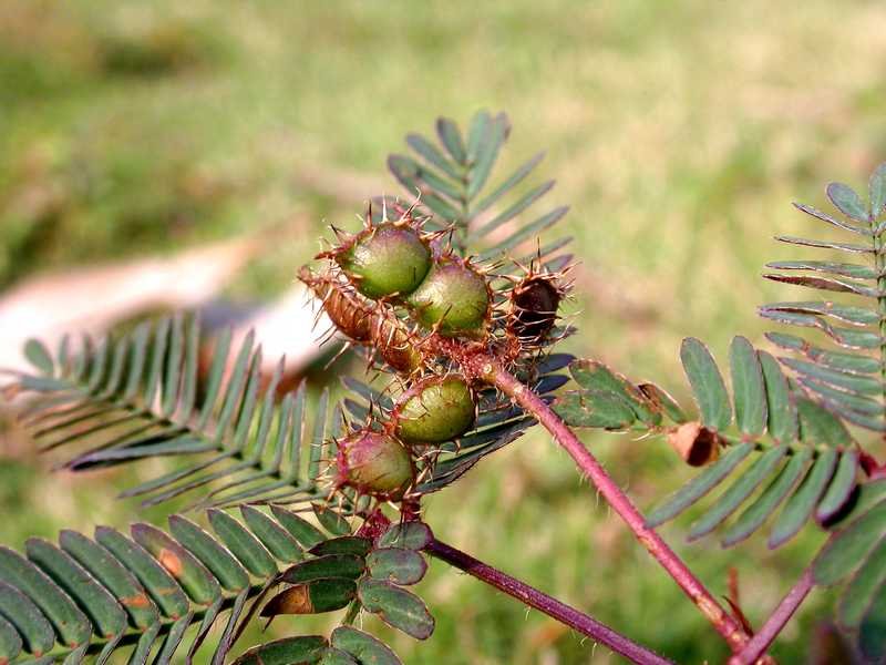 含羞草的生长过程。。。要图片啊!!!