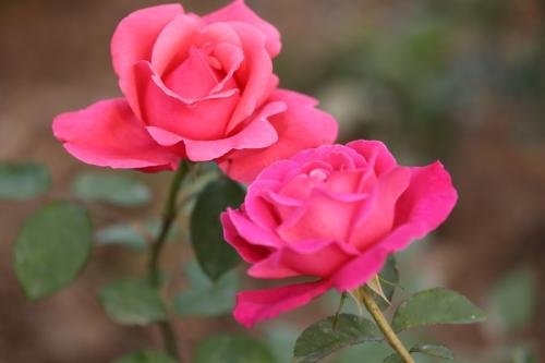 切花月季与普通月季区别