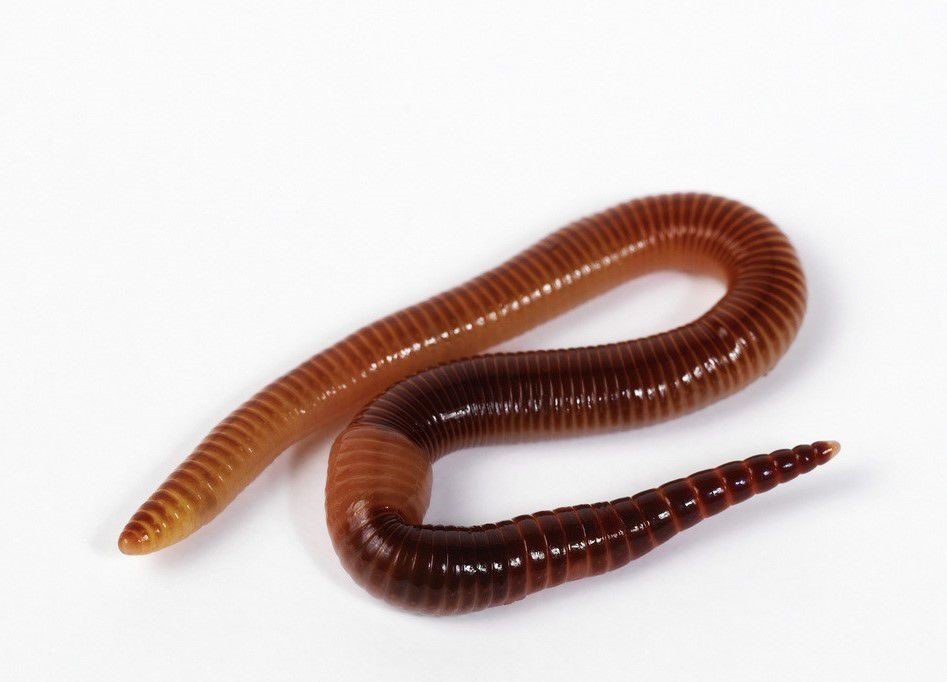 蚯蚓长什么样子