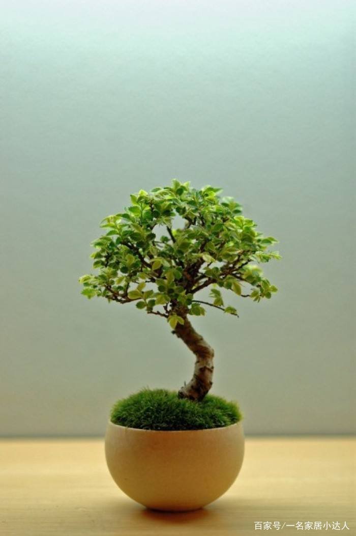 苔藓盆景如何养？