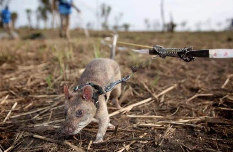 非洲巨鼠嗅出39枚地雷获奖章,老鼠也能排雷吗?