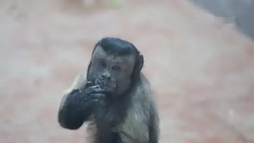 国字脸“猴哥”走红，涉事动物园对此有何回应？