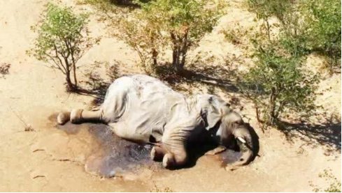 非洲350头大象接连离奇死亡,死亡时为何都是脸部朝下?
