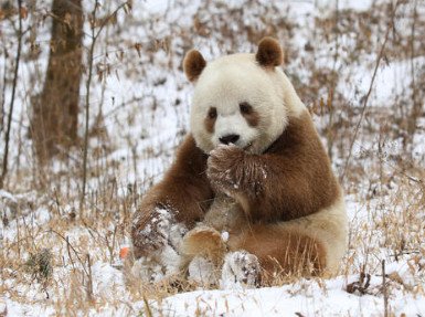 世界唯一圈养棕色大熊猫“七仔”亮相,为何会有棕色大熊猫?