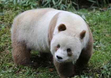 世界唯一圈养棕色大熊猫“七仔”亮相,为何会有棕色大熊猫?