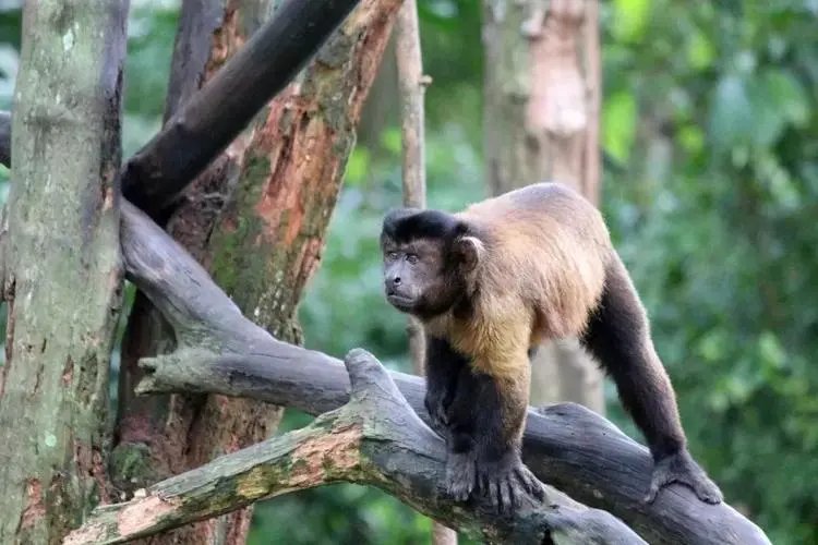 国字脸“猴哥”走红，涉事动物园对此有何回应？