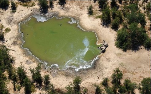 非洲350头大象接连离奇死亡,死亡时为何都是脸部朝下?