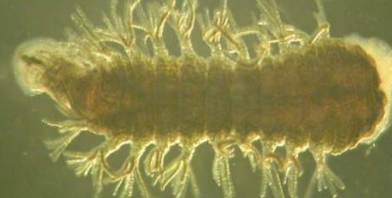 被液氮冷冻24小时之(-196℃)解冻后的扬子鳃蛭为什么依然活蹦乱跳?