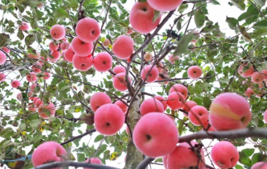 宝鸡苹果最多在哪个地方