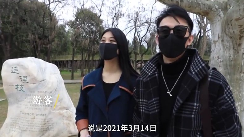 河南一景区现“连理枝”引情侣打卡,这“连理枝”有什么特殊含义?