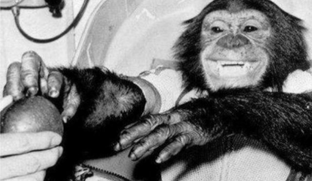 它是第一个“飞天”的黑猩猩汉姆,被发射到太空后,结局如何?