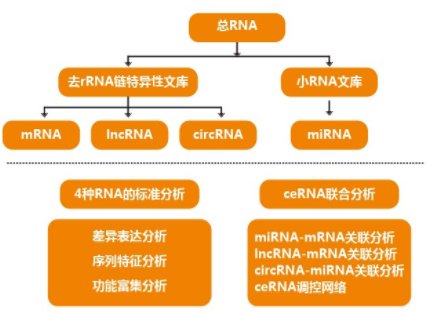 什么是转录组分析