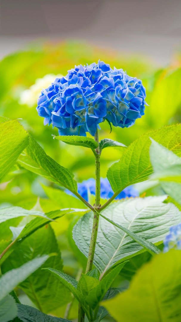 写一篇想象作文颠倒村怎么写300字?