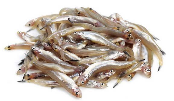 常见的淡水鱼有哪些