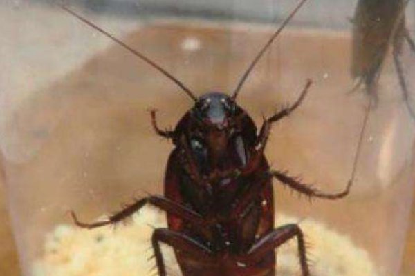 用粤语表达蟑螂时,那两个字怎么用普通话拼音是什么?