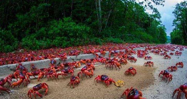 澳大利亚圣诞岛上有一条专为红蟹建的桥,红蟹在澳大利亚的地位怎么样?