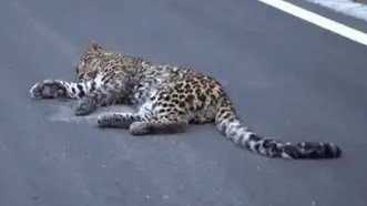 四川一受伤金钱豹躺路中央,这只金钱豹到底是哪里来的?