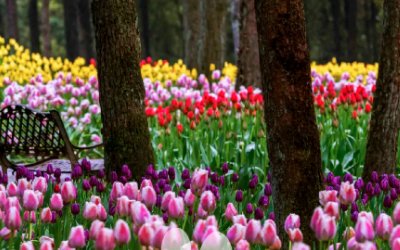 涪陵大木花谷的花期一般是多久？