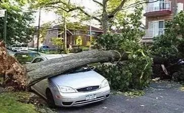 最高13级!大风突袭沈阳,倒了近300棵树,大风天气该注意什么?