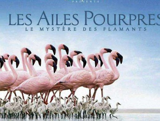 有哪些特别有画面感并且超级好听的歌曲?