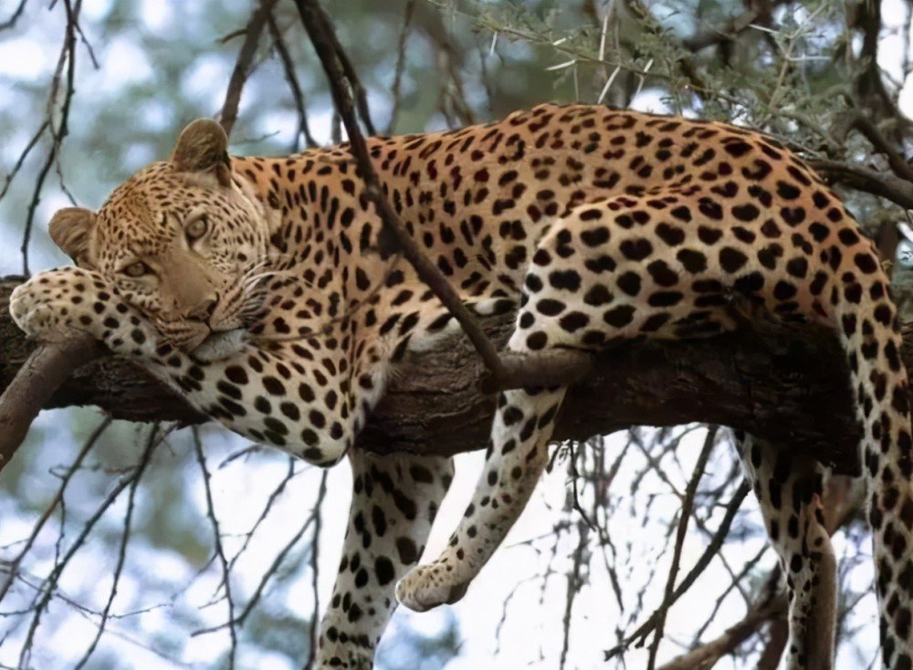 杭州野生动物园重开,游客还会买账吗?