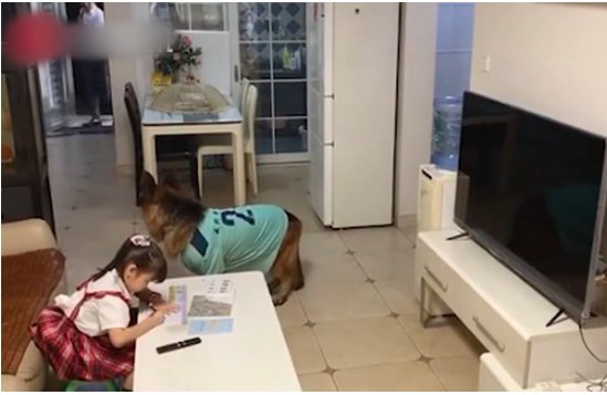 宠物狗帮女孩监听望风家长是怎么回事?