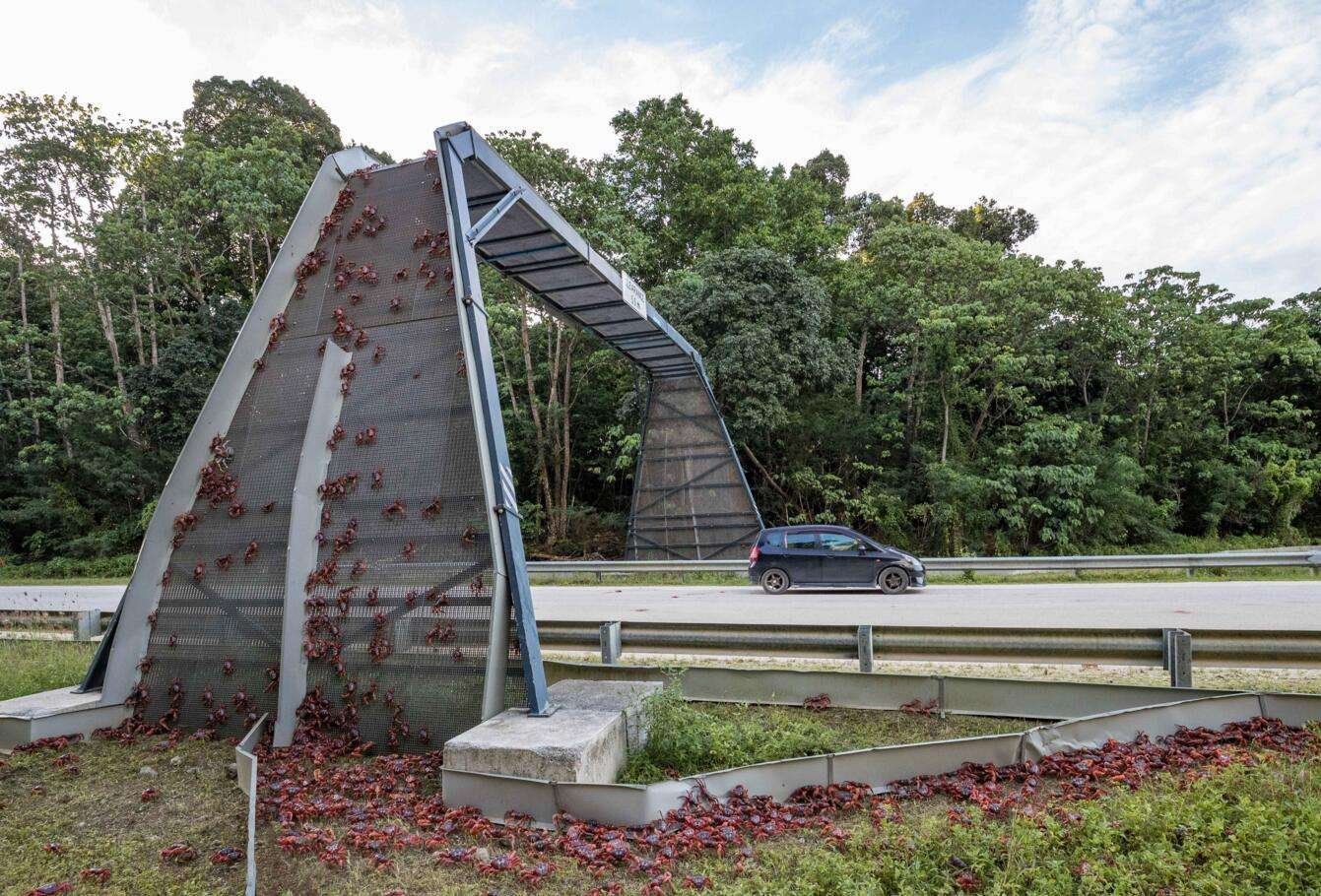 澳大利亚圣诞岛上有一条专为红蟹建的桥,红蟹在澳大利亚的地位怎么样?