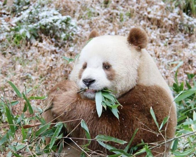 世界唯一圈养棕色大熊猫“七仔”亮相,为何会有棕色大熊猫?
