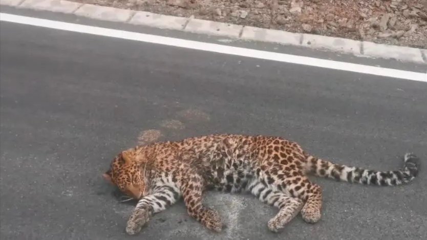 四川一受伤金钱豹躺路中央,这只金钱豹到底是哪里来的?