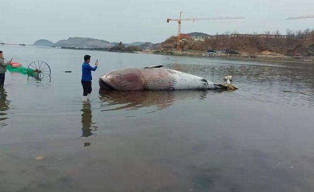 村民发现9米长鲸鱼搁浅大连海滩,已经死亡,专家对此做出了怎样的提示?