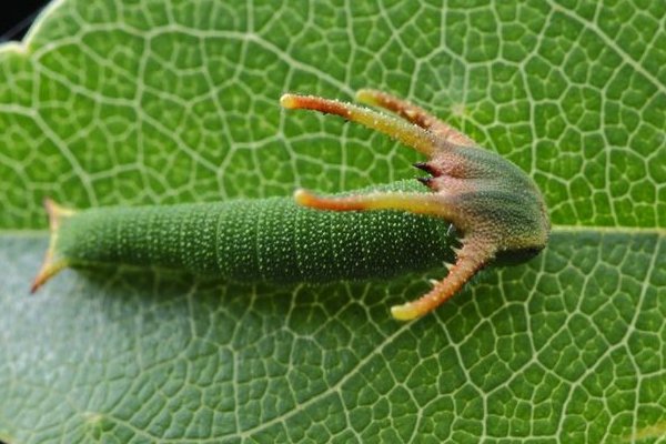 常见甲虫的种类