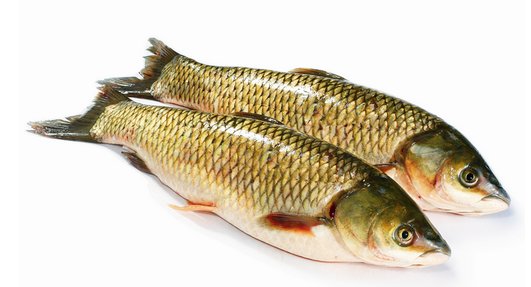 常见的淡水鱼有哪些