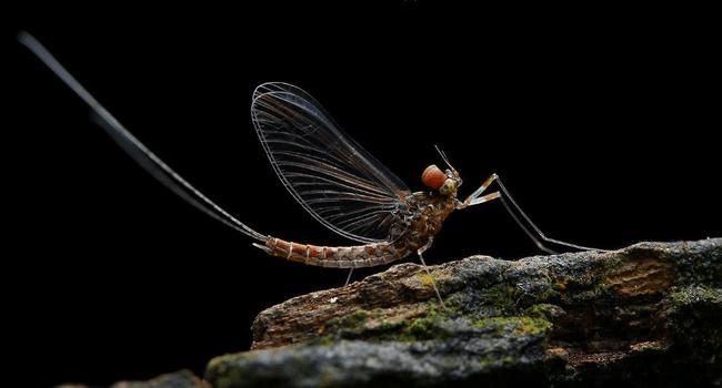 河南邓州惊现大量蜉蝣,居民称从未见过这种现象,专家对此是如何解读的?